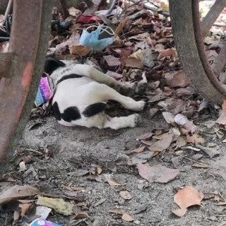 Rescued dog